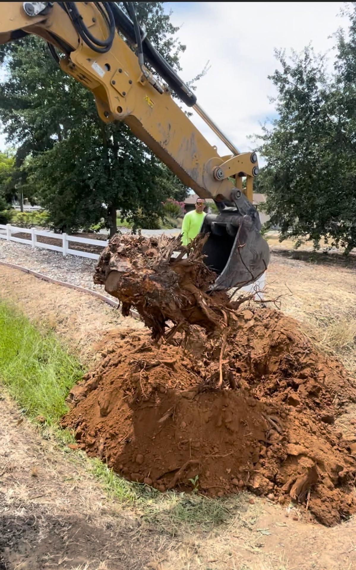 Yard Cleanup